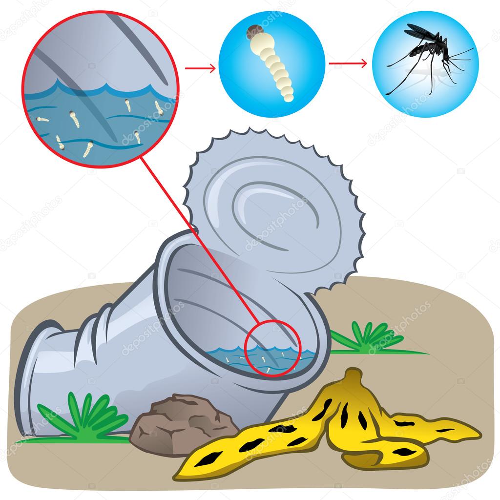 Nature, can with standing water with a focus of mosquito. Ideal for informational and institutional related sanitation and care