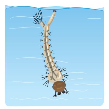 Nature, mosquito larva stilt disease transmitter. Ideal for informational and institutional sanitation and related care