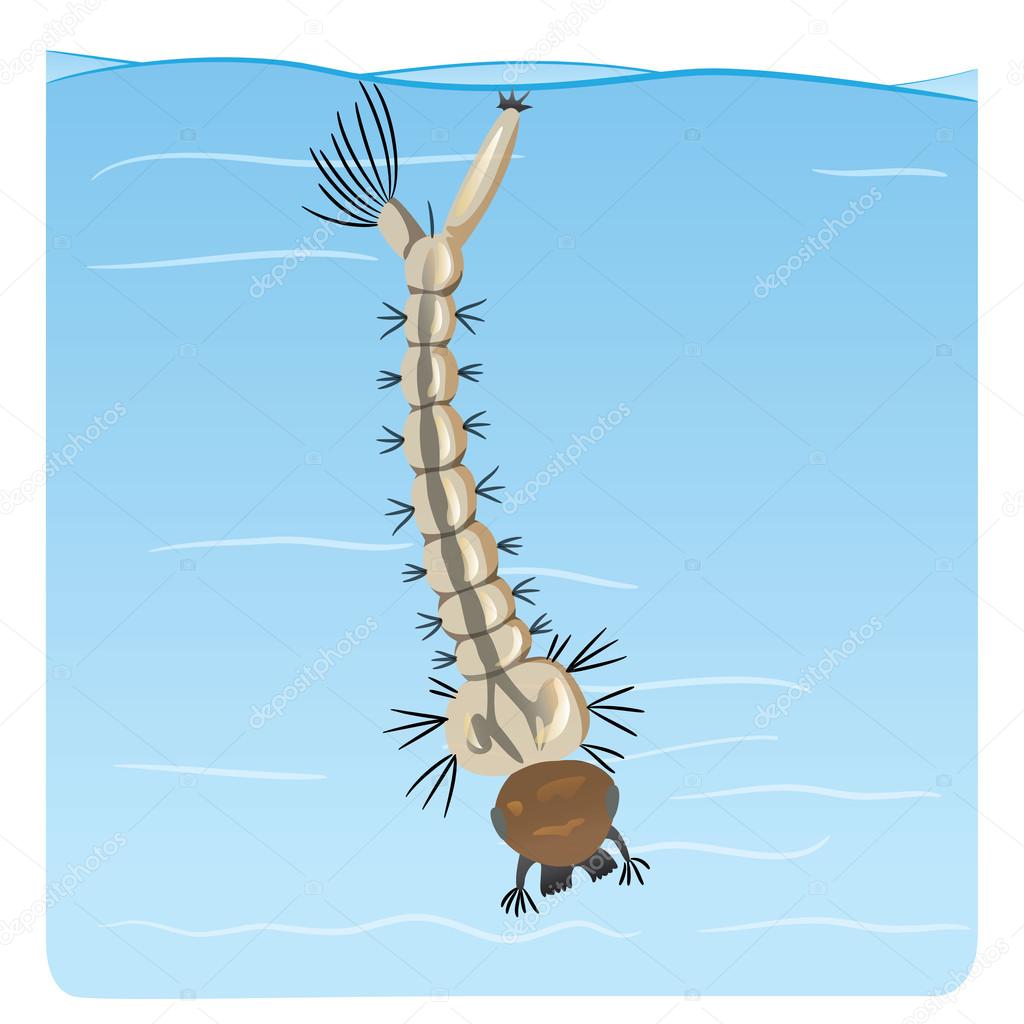 Nature, mosquito larva stilt disease transmitter. Ideal for informational  and institutional sanitation and related care Stock Vector by ©Lcosmo  97457302, image size:1024x1024