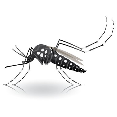 Nature, Aedes Aegypti Mosquito stilt. Ideal for informational and institutional related sanitation and care clipart