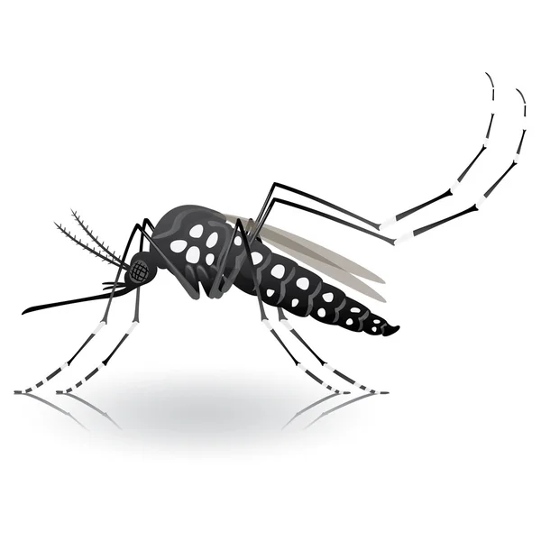 Natuur, Aedes Aegypti-mug stilt. Ideaal voor informatieve en institutionele aanverwante hygiëne en verzorging — Stockvector