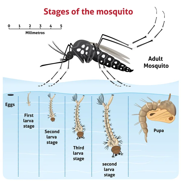 Φύση, Aedes aegypti κουνουπιών ξυλοπόδαρο, τον κύκλο ζωής. Ιδανικό για πληροφοριακή και θεσμική σχετικές εγκαταστάσεις υγιεινής και φροντίδας — Διανυσματικό Αρχείο