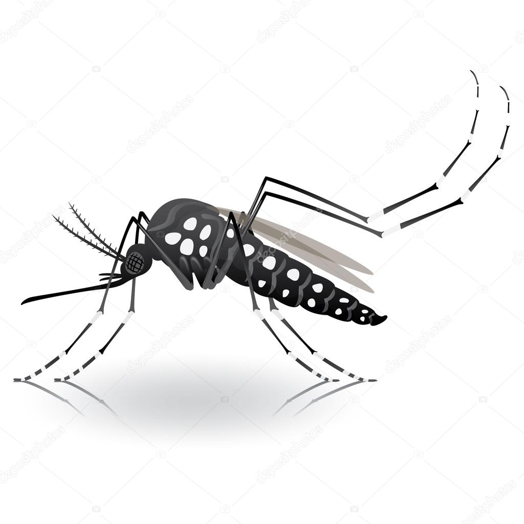 Nature, Aedes Aegypti Mosquito stilt. Ideal for informational and institutional related sanitation and care