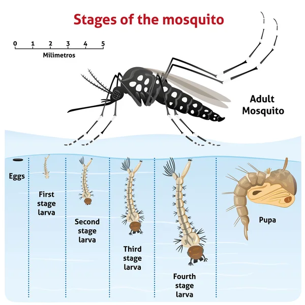 자연, Aedes aegypti 모기 수상, 라이프 사이클. 정보 제공 및 제도 관련된 위생 및 관리에 적합 — 스톡 벡터