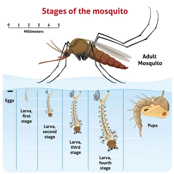 Natureza, mosquito em fase de crescimento. Ideal para saneamento e cuidados informativos e institucionais — Vetor de Stock