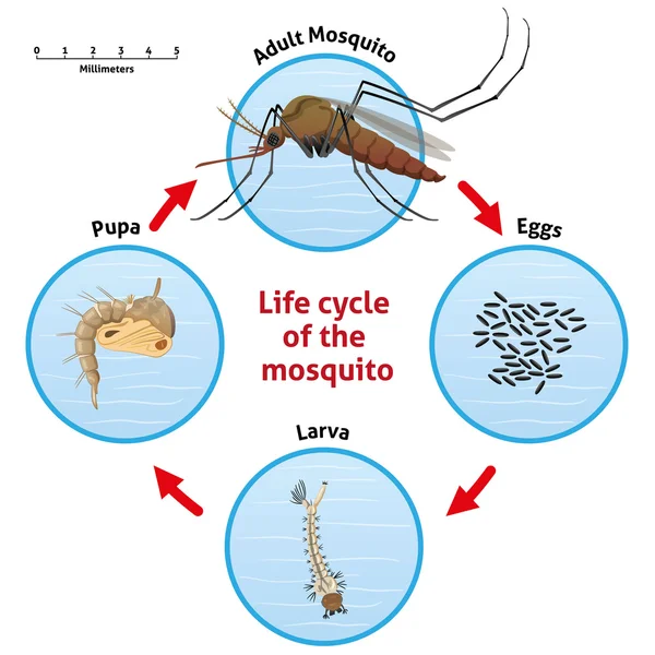 Naturaleza, ciclo de vida mosquito stilt. Ideal para el saneamiento y la atención relacionados con la información y las instituciones — Vector de stock
