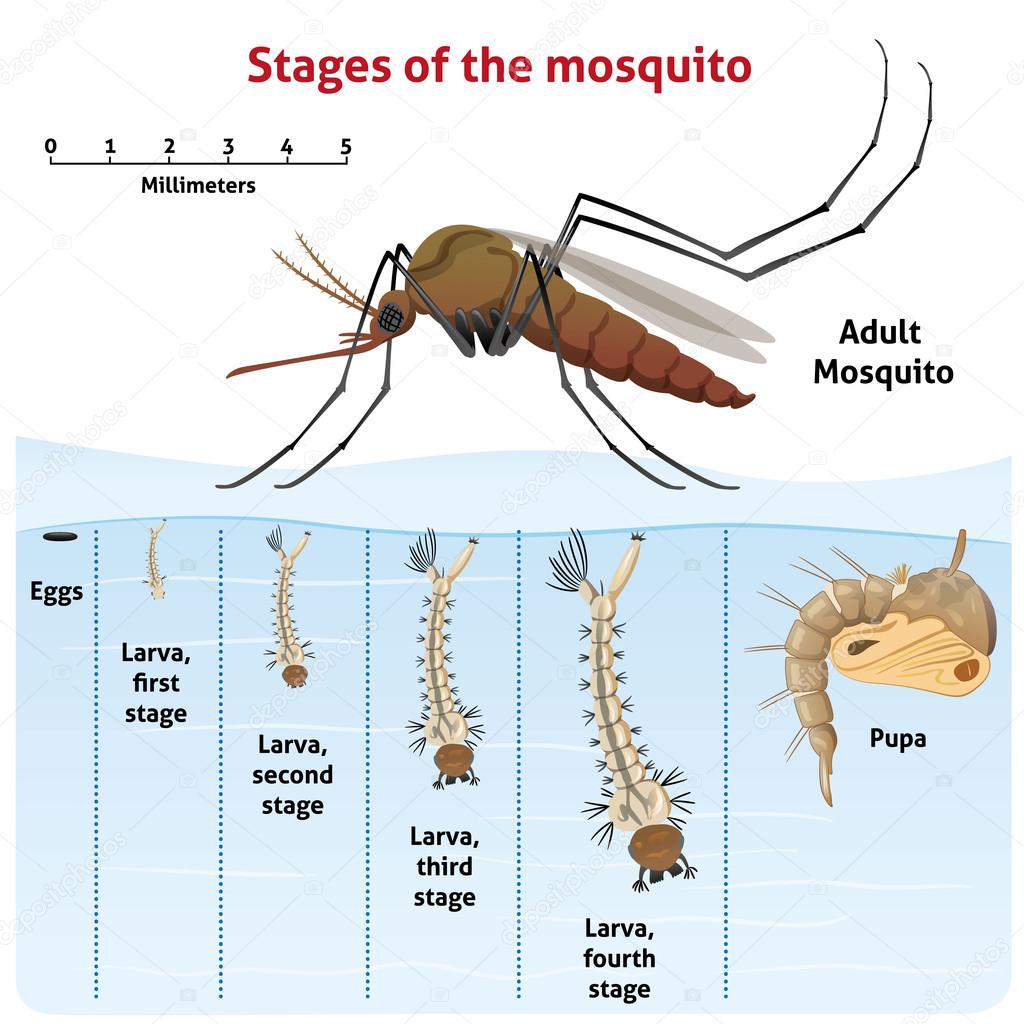 Nature, growthstage stilt mosquito. Ideal for informational and