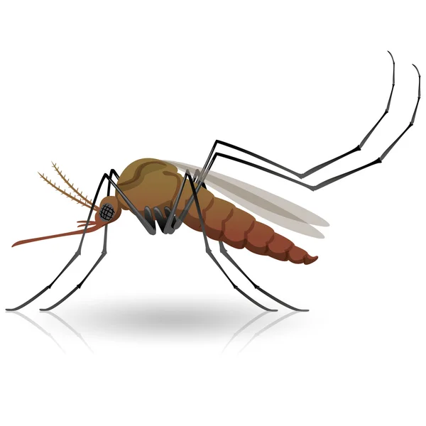 Natureza, mosquitos. Ideal para saneamento e cuidados informativos e institucionais — Vetor de Stock