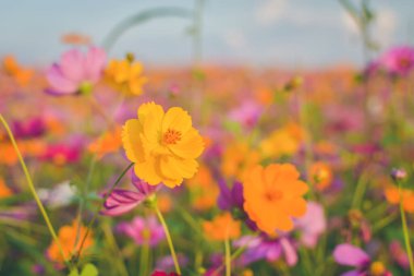 Renkli Kozmos çiçekleri yaz mevsiminde bahçede çiçek açıyor.
