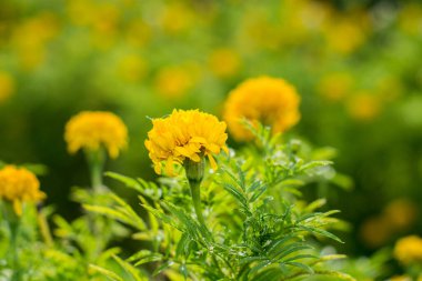 Bahçedeki parlak sarı çiçekler
