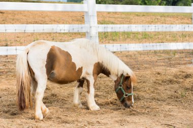 benekli midilli çiftlikte yerde saman yiyor.