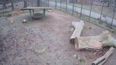 Oyuncu kaplan kaplanla dövüşür ve kaplandan kaçar