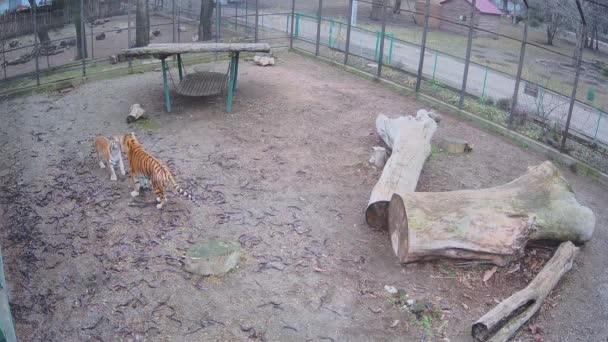 一只漂亮的大老虎和老虎调情 — 图库视频影像