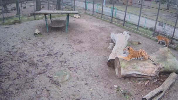 Big Beautifull Tiger Just Lay Tree — Stock Video