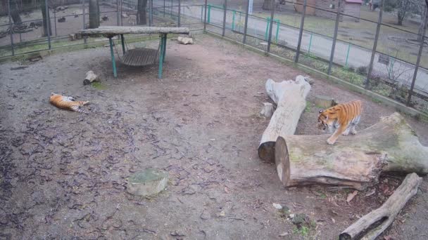 两只老虎很冷 — 图库视频影像