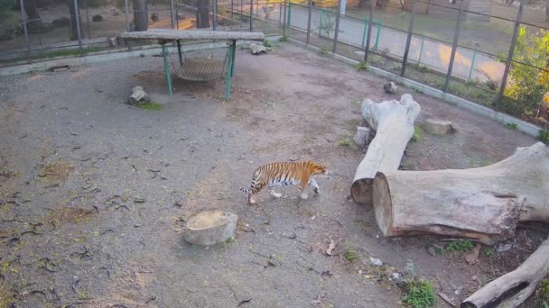 一只孤独的老虎站在树上 看着外面的老虎 — 图库视频影像