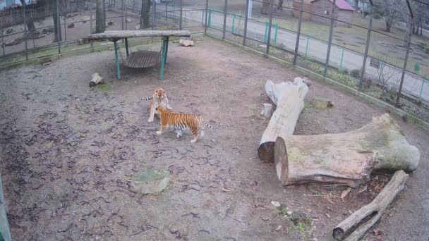 Ett Mindre Bråk Mellan Två Aggressiva Tigrar — Stockvideo