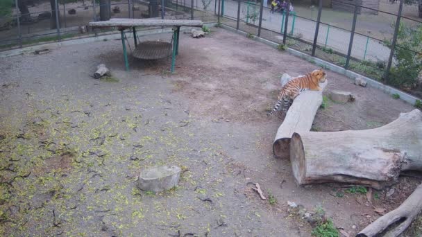 Gran Tigre Yacía Jaula — Vídeos de Stock