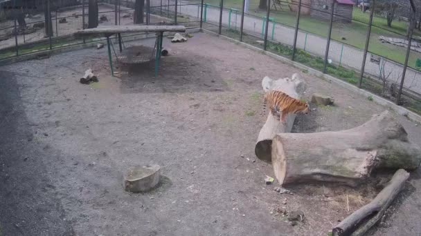 Tigre Caza Pájaro Huye Del Segundo Tigre — Vídeo de stock