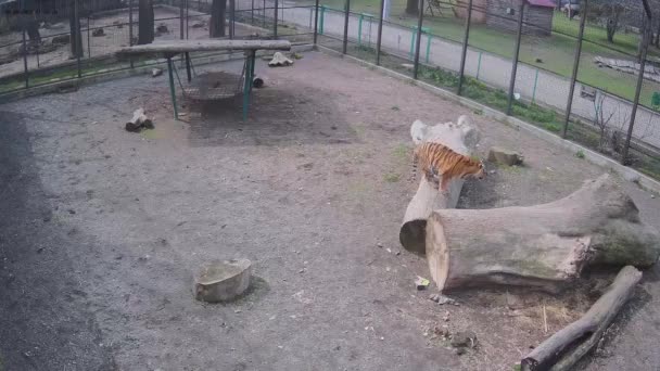 Tigre Caza Pájaro Huye Del Segundo Tigre — Vídeos de Stock