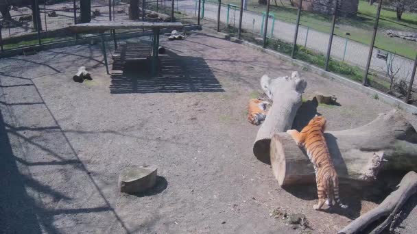 Όμορφη Άγρια Τίγρη Που Προσπαθεί Πεισματικά Σκαρφαλώσει Ένα Δέντρο — Αρχείο Βίντεο
