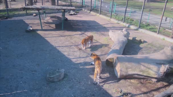 Красивые Дикие Тигры Изучают Территорию — стоковое видео