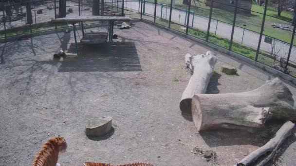 Hübsche Ingwer Tiger Käfig Kommunizieren Miteinander — Stockvideo