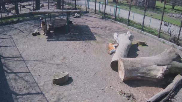 Jednego Słonecznego Dnia Tygrys Odpoczywa Przy Drzewie Podczas Gdy Inny — Wideo stockowe