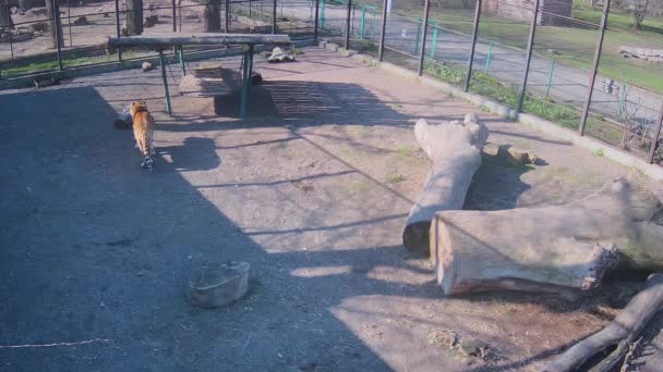 Osamělý Tygr Sledoval Smečku Vlků — Stock video