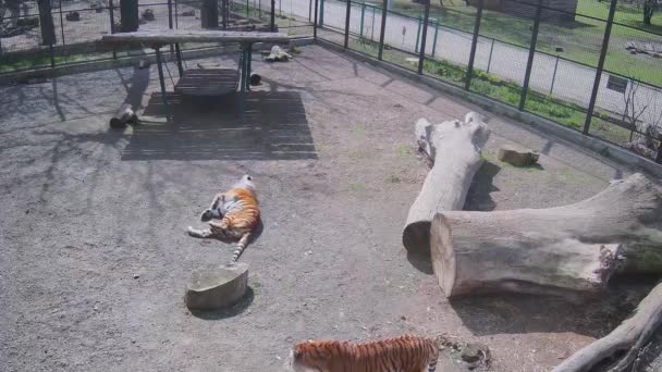 Tiger Scratches His Back While Other Tiger Looks Him — Stock Video