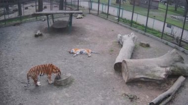 Tipik kasvetli iki kaplan günü..