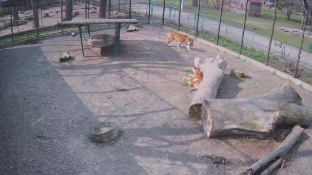 Przeprowadzanie Tygrysa Przez Zagrodę Jeden Słoneczny Dzień — Wideo stockowe