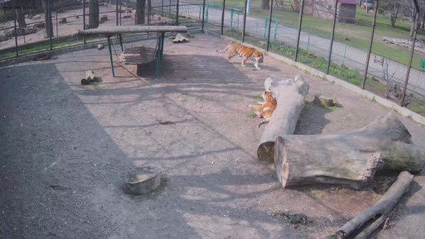 Walking Tiger Enclosure One Sunny Day — Stock Video