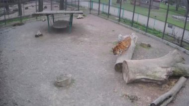 Vahşi kaplan kafesteki kuşu avlar.