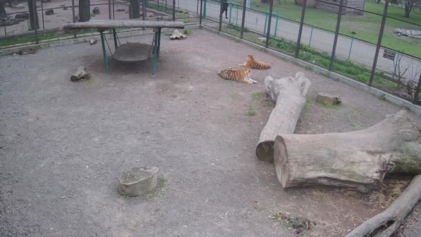 Два Тигри Лежать Клітці Відпочивають — стокове відео
