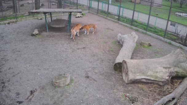 Mom Son Tigers Sniffing Each Other — Stock Video