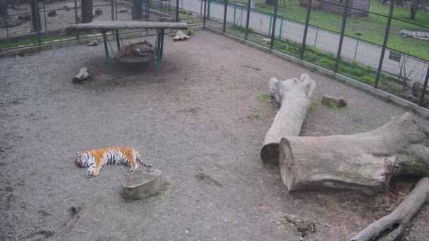 Два Красивих Тигри Ковзають Клітці Після Гри — стокове відео
