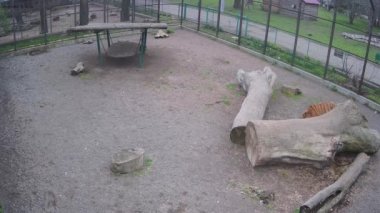  Kaplanlar kafesin etrafında dolaşıyor