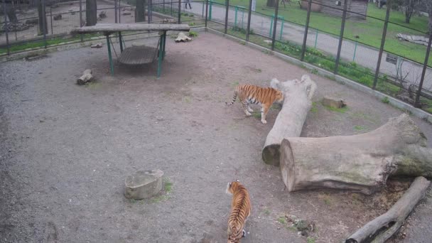 Tigrisek Járkálnak Ketrecben — Stock videók