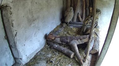 Anne baykuş ve bebeği yuvada oturuyorlar..