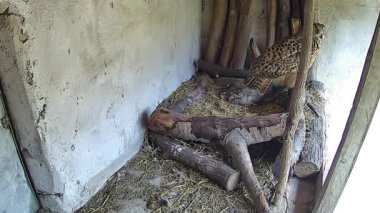 Anne baykuş yuvadan dışarı bakıyor.