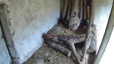 Küçük baykuş yuvadaki tüyleri yıkar.
