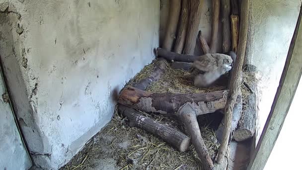 Ibu Burung Hantu Terbang Pergi Untuk Mendapatkan Mangsa Untuk Anaknya — Stok Video