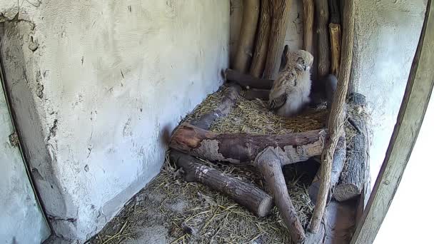鹰宝宝的猫头鹰把它的妈妈从巢穴里偷窥出来 — 图库视频影像
