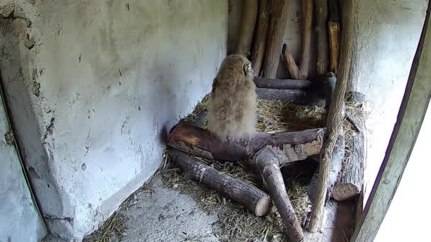 Kleine Eule Wartet Auf Seine Mutter — Stockvideo