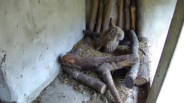 Little Owl Cute Cleans Feathers — 图库视频影像