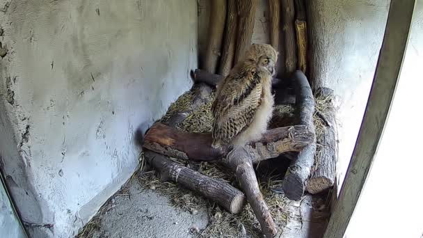 Little Owl Looks Out His Mother Nest — Stock Video