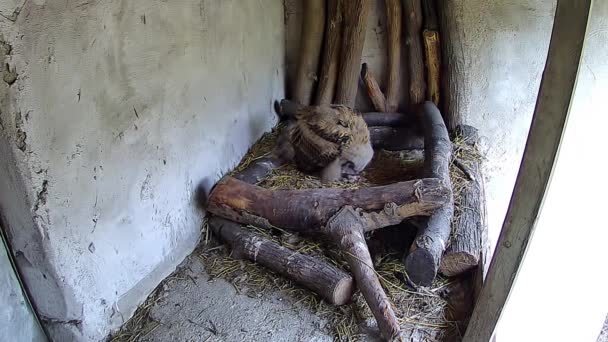 猫头鹰宝宝在笼里吃东西 — 图库视频影像