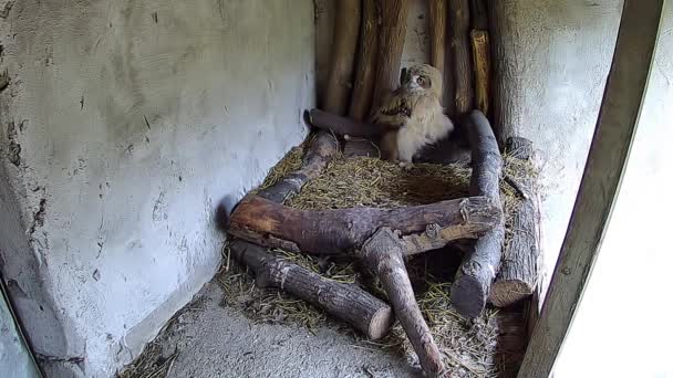 Pequeño Búho Mirando Hacia Fuera Para Mamá — Vídeos de Stock