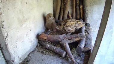  Anne baykuş yuvadaki çocuğuna yiyecek getirdi.